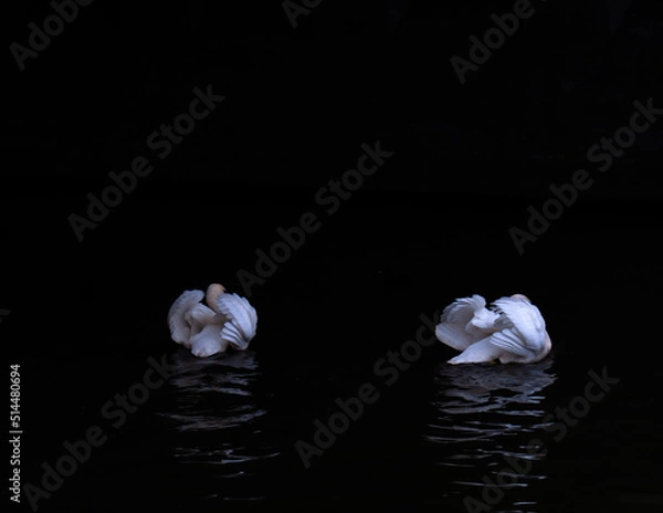 Obraz Ptak, łabądź, 
swan