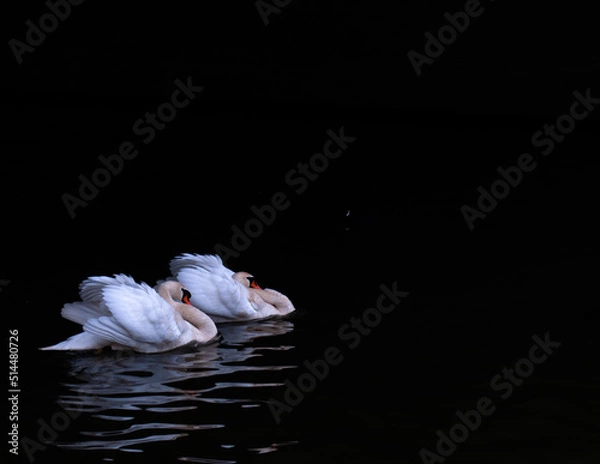 Obraz Ptak, łabądź, 
swan