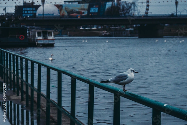 Obraz Ptak, mewa, seagull, bird