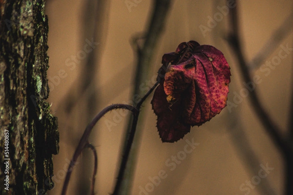 Obraz Kwiat, róża, rose