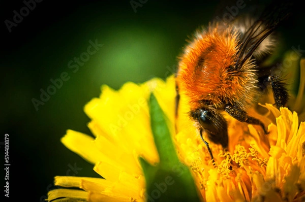 Obraz bittern, Bąk, insekt