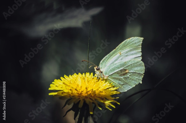 Obraz Motyl, butterfly