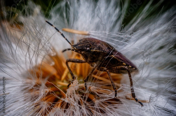 Obraz Macro. makro, owad, insekt, insect