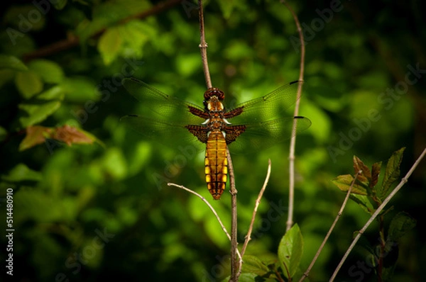 Obraz Ważka, dragonfly