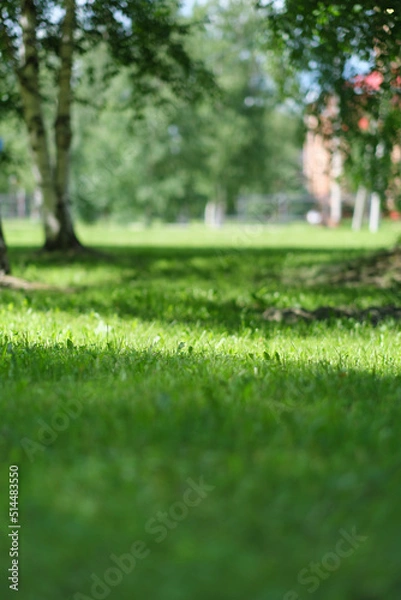 Fototapeta Close up green grass field with blur park background. shallow DOF, vertical. sunny country yard.