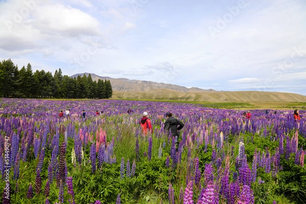 Obraz lavender field in region