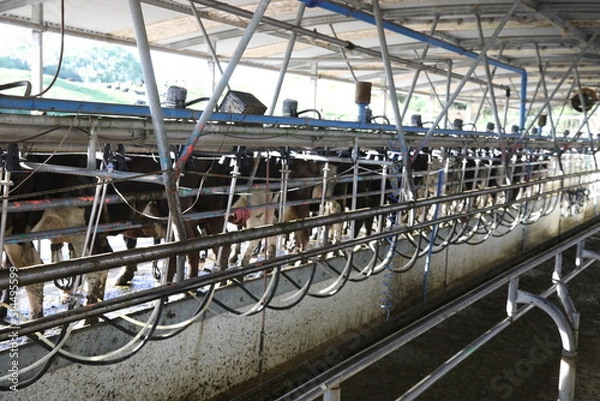 Obraz Dairy Farm