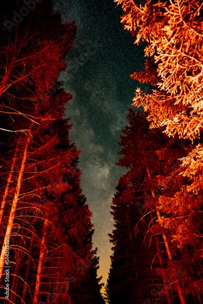 Fototapeta Milky Way Emerging between the Trees of a forrest illuminated from the backlights of a car