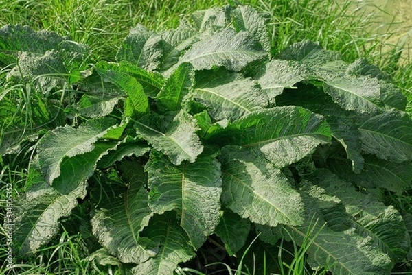 Fototapeta many large green leaves of burdock in the grass in nature
