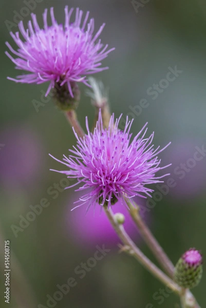 Fototapeta Cardo morado