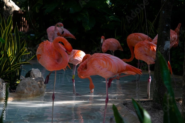 Obraz flamingo