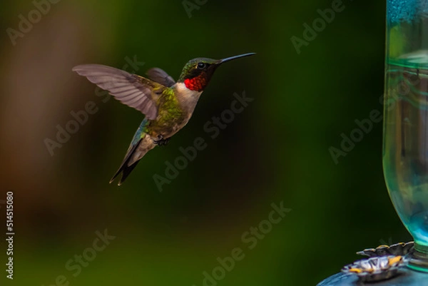 Obraz hummingbird in flight
