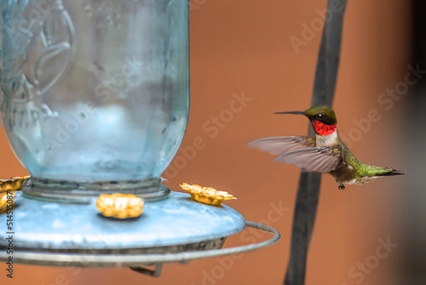 Obraz Hummingbird Feeding