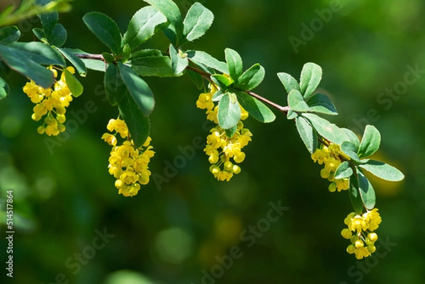 Obraz Flowering branches of the common barberry close-up. Berberis vulgaris blooms in the summer park