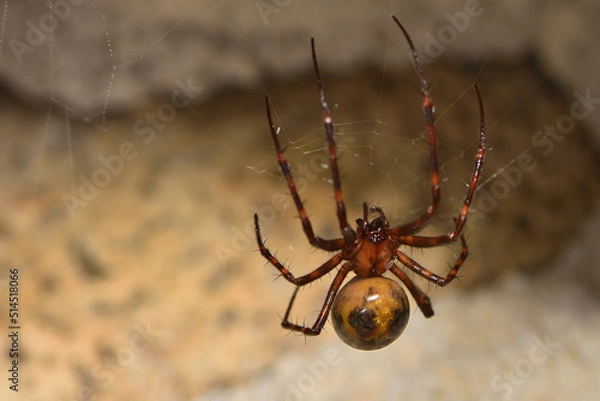 Fototapeta Closeup picture of the giant European cave spider Meta menardi (Araneae: Tetragnathidae), an orbweaver photographed in its web in a karst cave in the Swabian Alb. 
