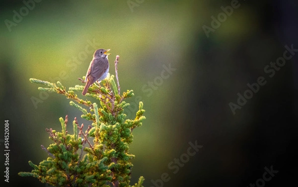 Obraz Hermit Thrush singing