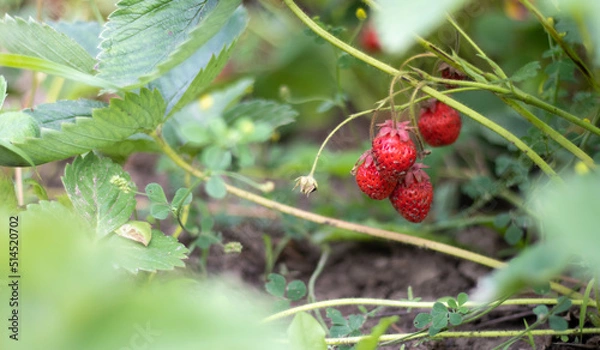 Obraz A bush with ripe red strawberries in a summer garden. Natural cultivation of berries on the farm. Ripe organic strawberry bush in the garden close-up. Cultivation of a crop of natural strawberries.