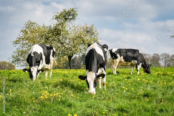 Obraz Weidemilch - Milchkühe auf der Weide. 