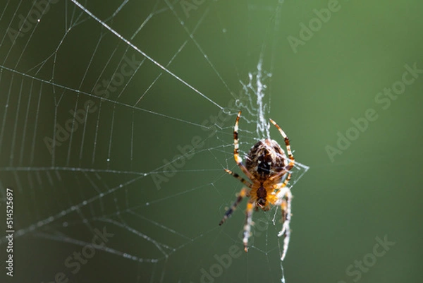 Obraz The spider climbs up the web. Close-up.