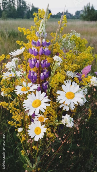 Obraz daisies in the garden