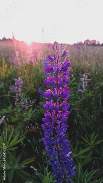 Obraz lavender field in region