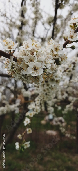Obraz autumn in the forest