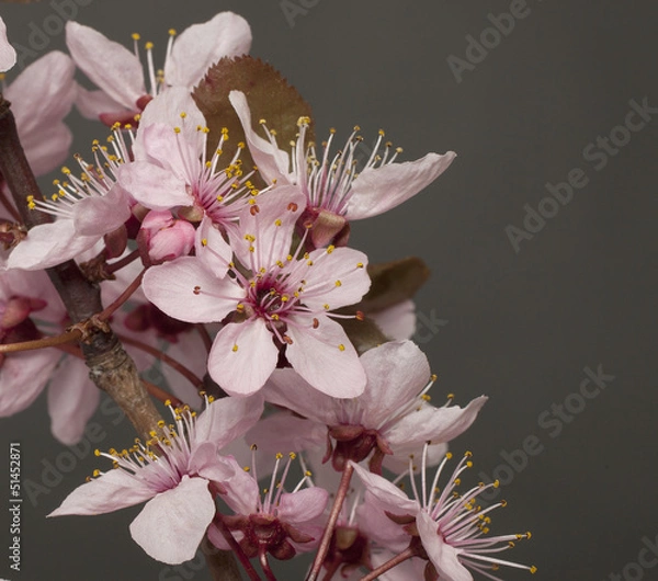 Obraz cherry blossom