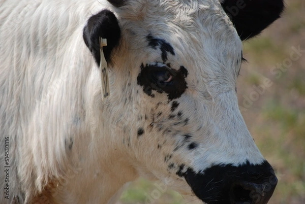 Obraz White Cow on Farm