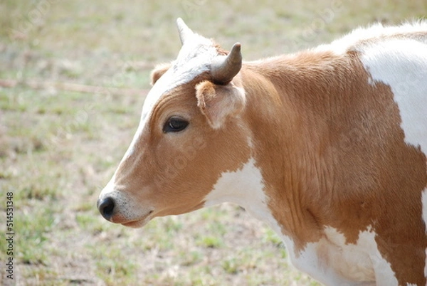 Obraz Brown Cow in Field