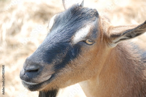 Fototapeta Brown Goat