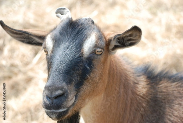 Fototapeta Brown Goat