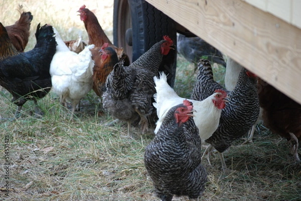 Fototapeta range chicken