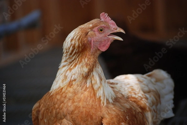 Obraz chicken on a farm