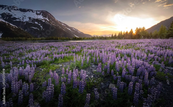 Obraz Lupines at Sunset