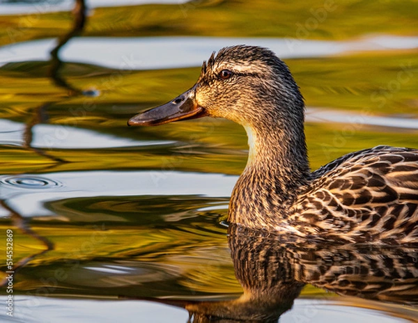 Obraz duck on the water