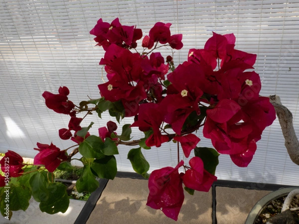 Obraz OLYMPUS DIGITAL CAMERA