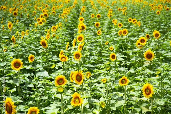 Obraz ひまわり畑