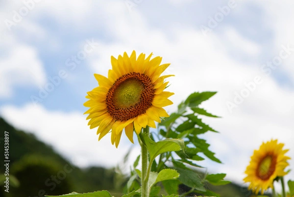 Obraz ひまわり畑