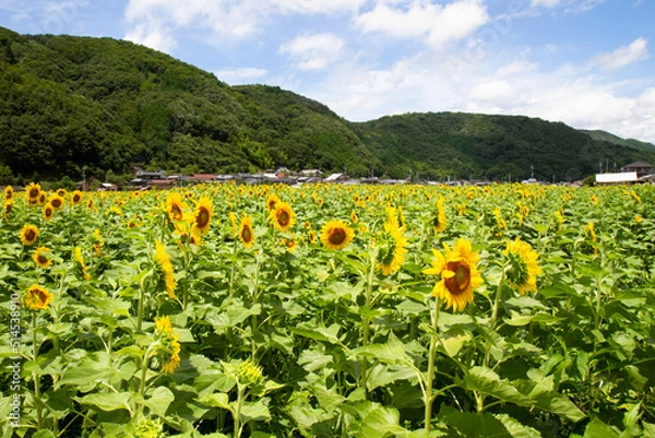 Obraz ひまわり畑