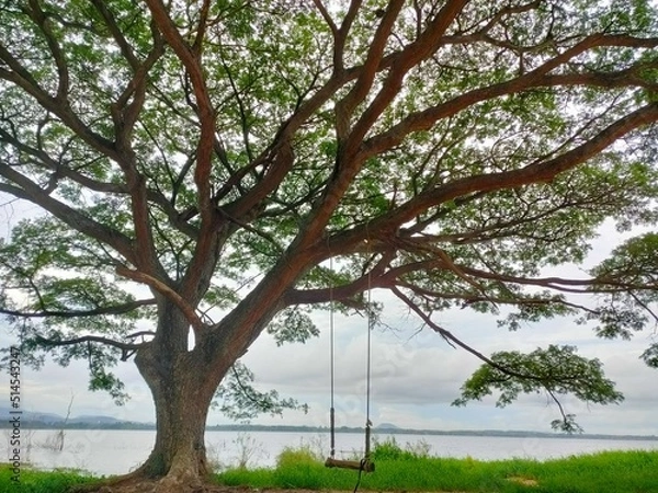 Obraz A swing hangs on a large tree along the edge of the reservoir in the morning.