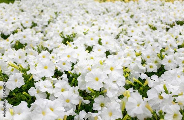 Fototapeta 白いペチュニアが満開の夏の花壇