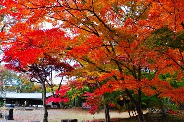 Fototapeta 燃える秋