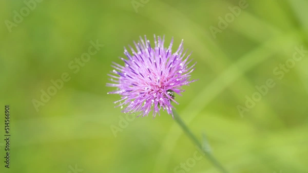Fototapeta 野原に咲く一輪のピンクの花