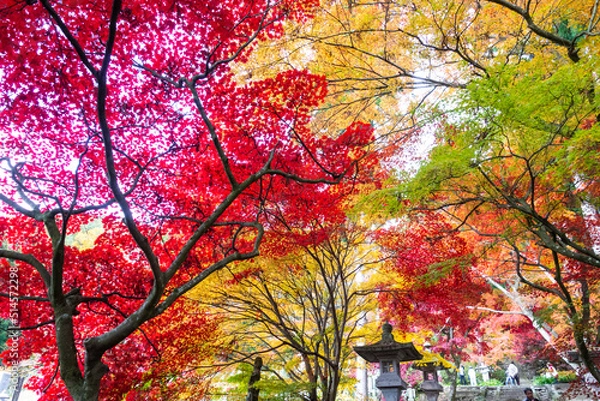 Fototapeta 七色紅葉