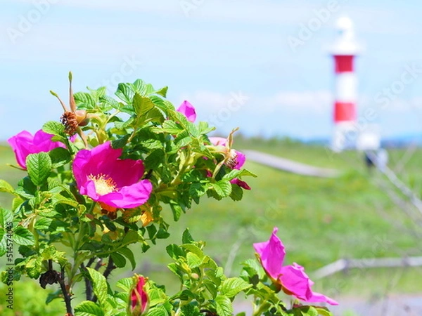 Obraz 北海道の絶景 石狩はまなすの丘公園 はまなすと灯台