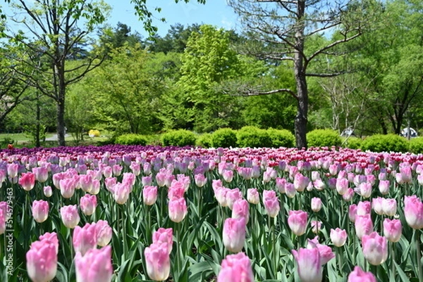 Fototapeta 国営アルプスあづみの公園に咲いていたきれいな薄ピンクのチューリップ