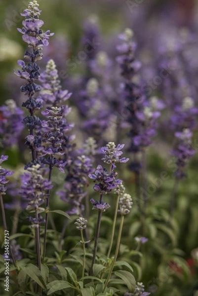 Fototapeta Mealycup Sage . Multiple lavender blooms