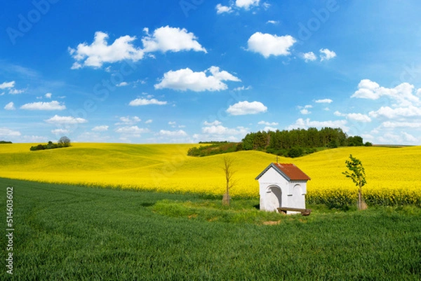 Fototapeta Beautiful spring landscape with rape field and blue sky