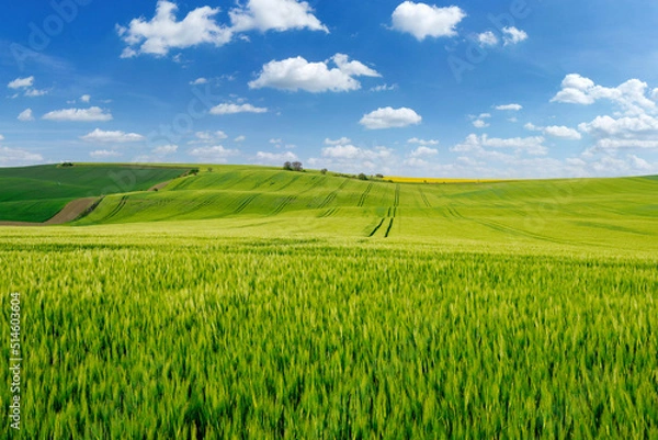 Fototapeta Beautiful summer day over green fields against blue cloudy sky