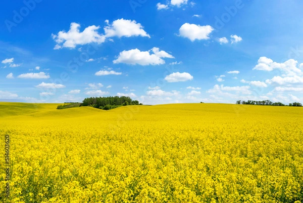 Obraz Beautiful spring landscape with rape field and blue sky